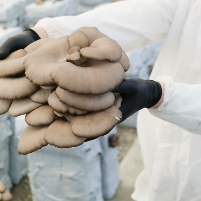 Mushroom cultivation and processing site