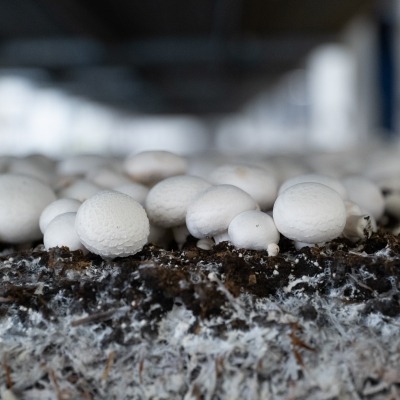 Mushroom cultivation and processing site