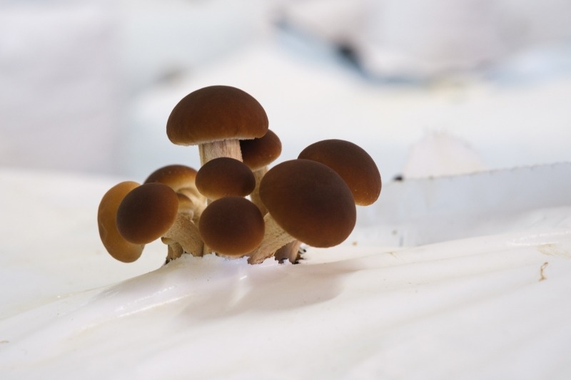 Sole proprietorship for mushroom production and processing