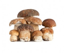 Porcini mushrooms