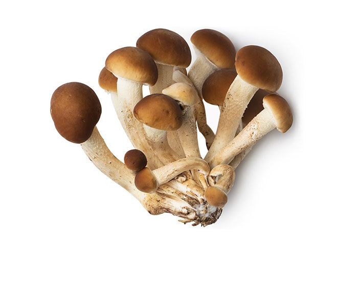 Poplar mushrooms